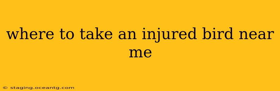 where to take an injured bird near me