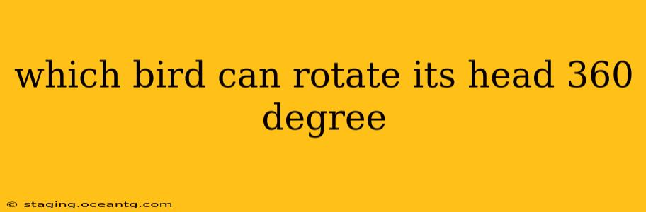 which bird can rotate its head 360 degree