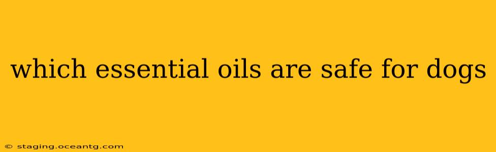 which essential oils are safe for dogs