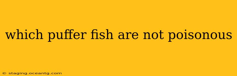 which puffer fish are not poisonous