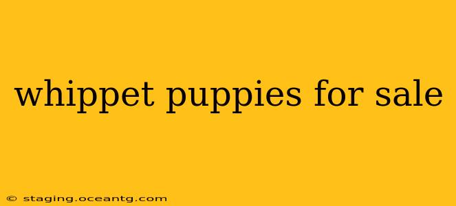 whippet puppies for sale