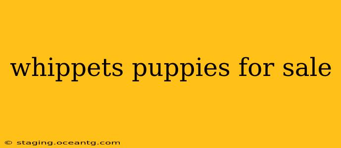 whippets puppies for sale