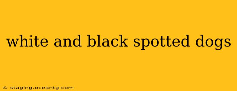 white and black spotted dogs