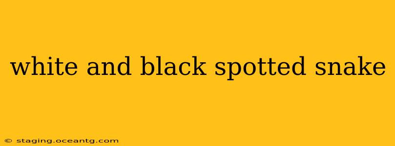 white and black spotted snake