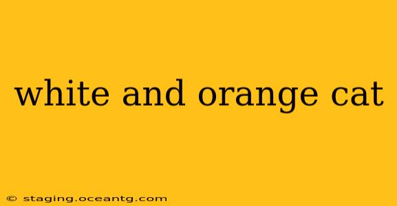white and orange cat