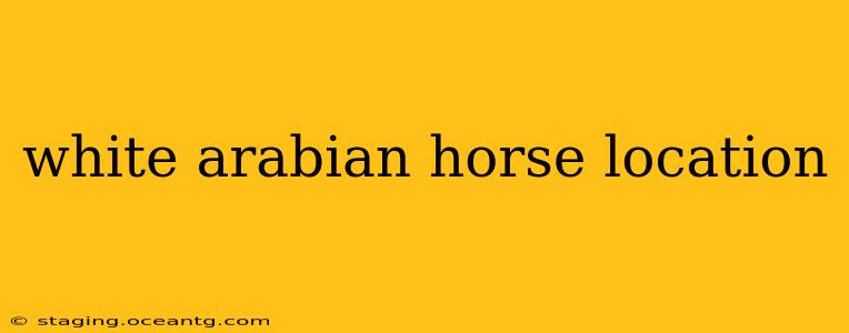white arabian horse location