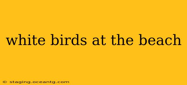 white birds at the beach