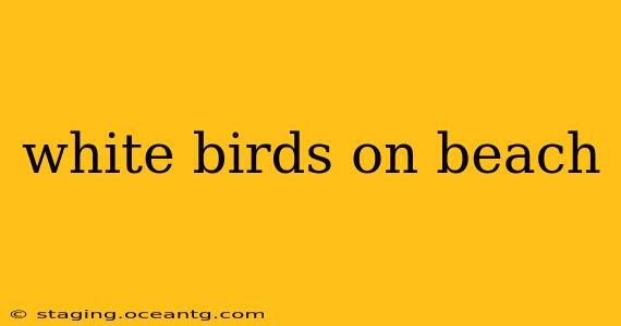 white birds on beach