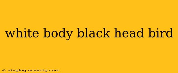 white body black head bird