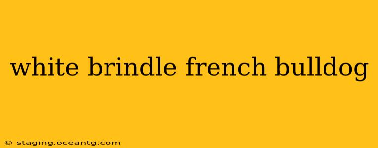 white brindle french bulldog