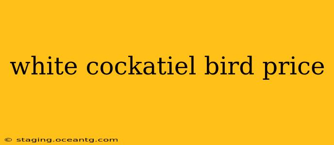 white cockatiel bird price