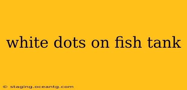 white dots on fish tank