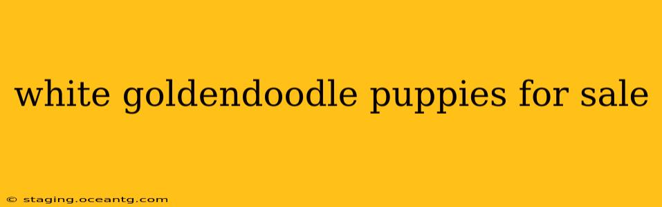 white goldendoodle puppies for sale