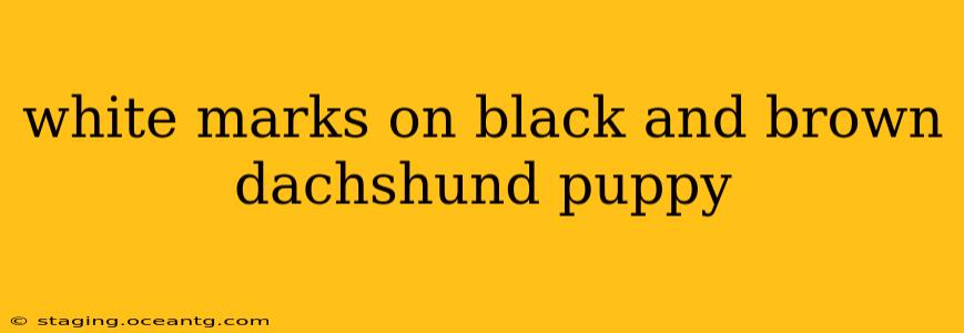 white marks on black and brown dachshund puppy