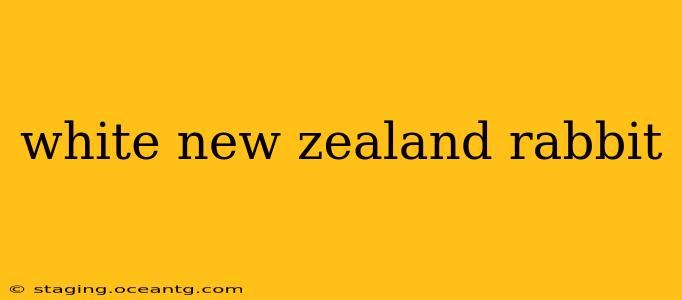 white new zealand rabbit