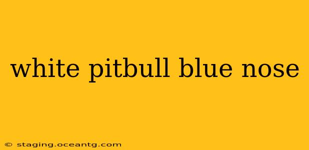 white pitbull blue nose