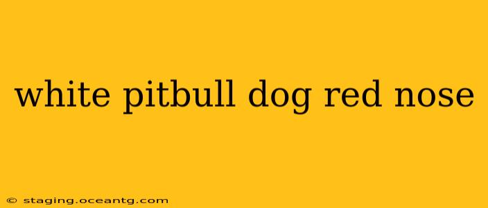 white pitbull dog red nose