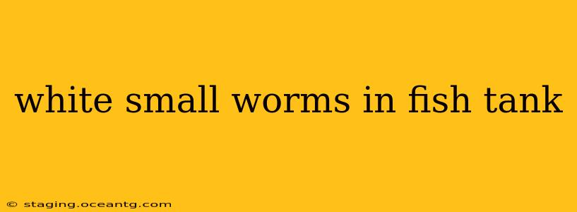 white small worms in fish tank