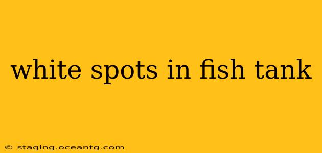 white spots in fish tank