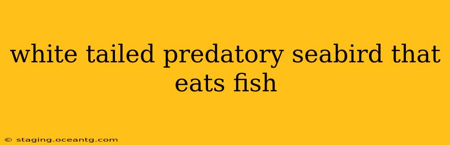 white tailed predatory seabird that eats fish