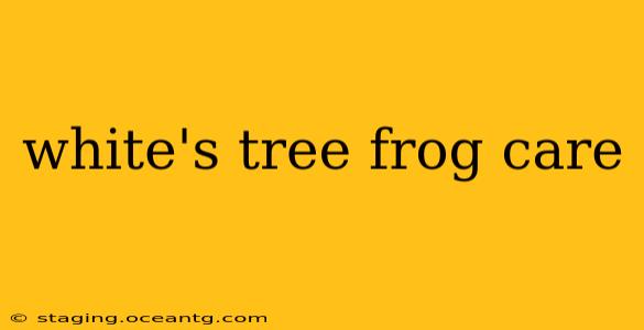 white's tree frog care