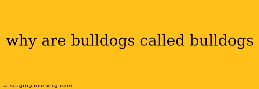 why are bulldogs called bulldogs