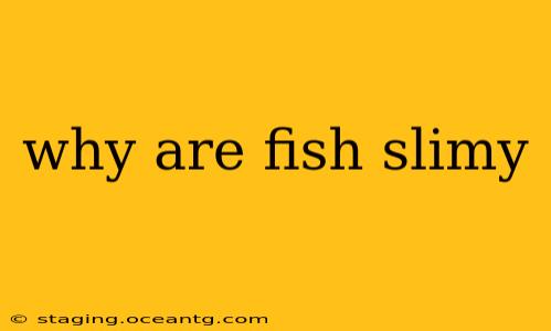 why are fish slimy