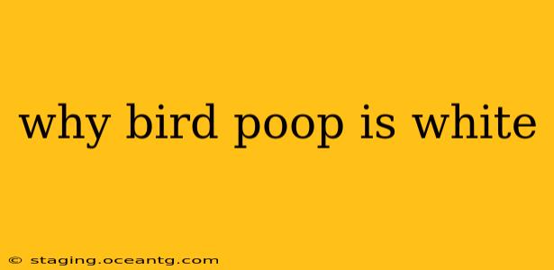 why bird poop is white