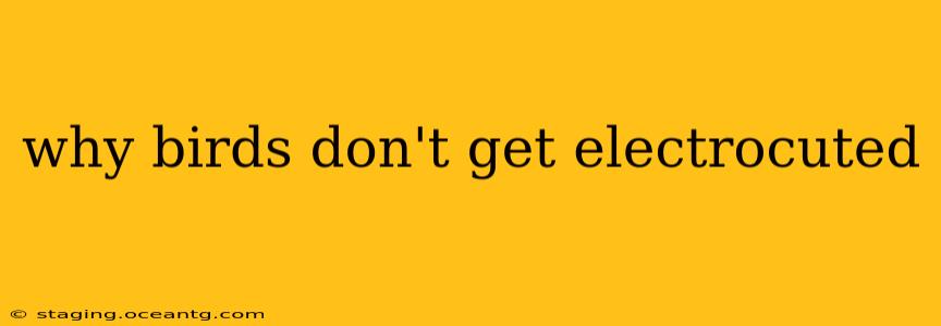 why birds don't get electrocuted