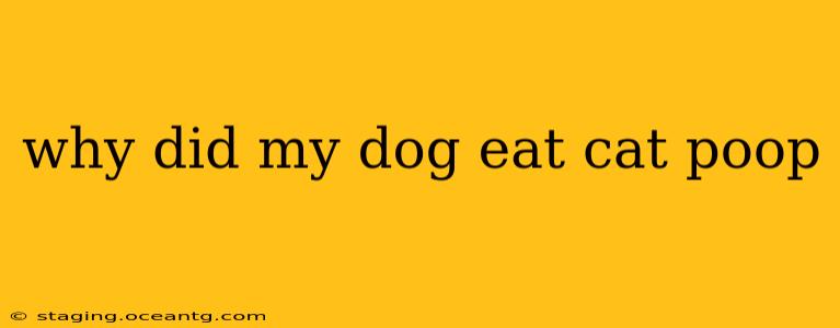 why did my dog eat cat poop