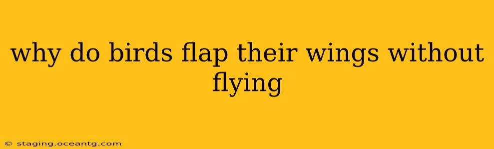 why do birds flap their wings without flying