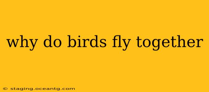 why do birds fly together