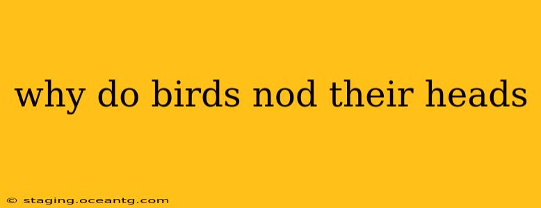 why do birds nod their heads