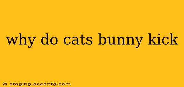why do cats bunny kick