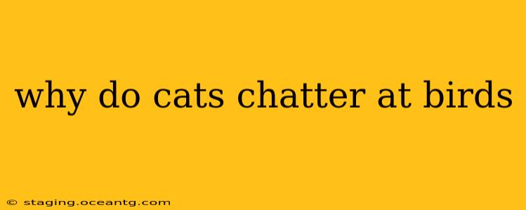 why do cats chatter at birds