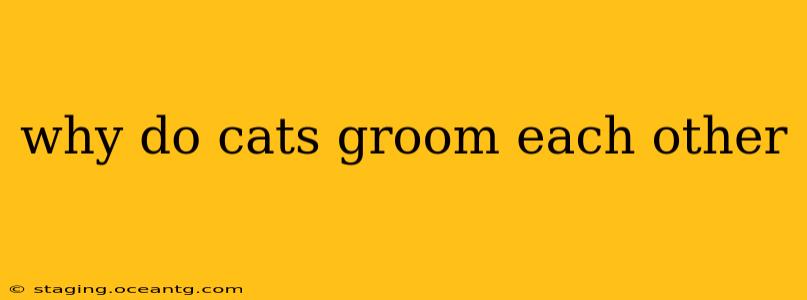 why do cats groom each other