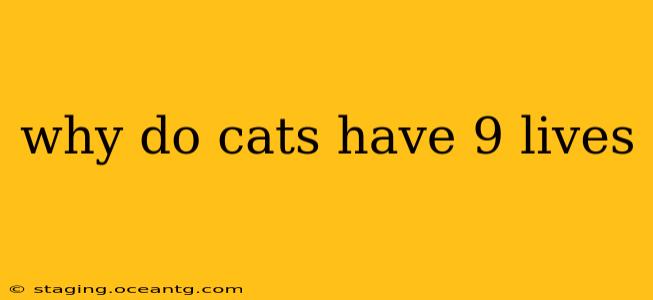 why do cats have 9 lives