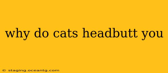 why do cats headbutt you