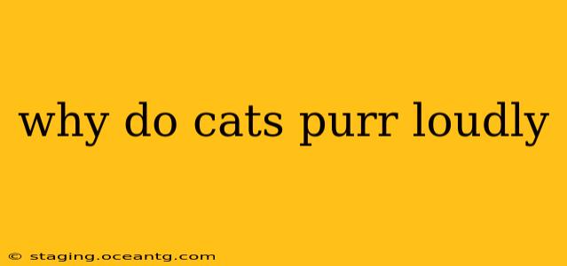 why do cats purr loudly