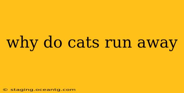 why do cats run away