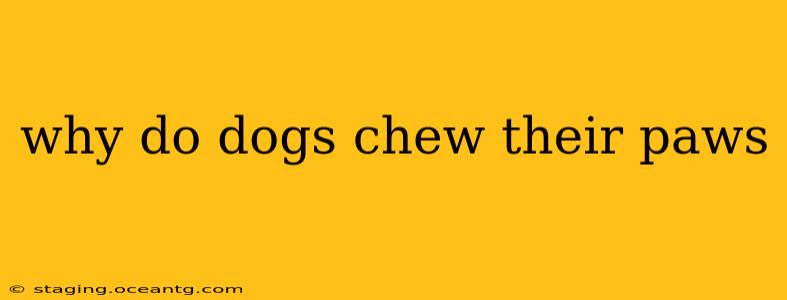 why do dogs chew their paws