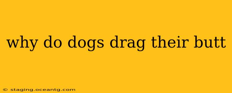 why do dogs drag their butt