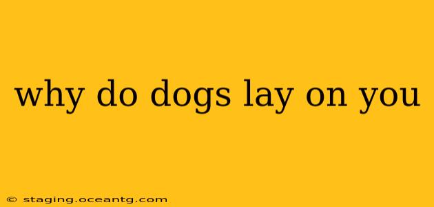 why do dogs lay on you