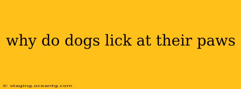 why do dogs lick at their paws