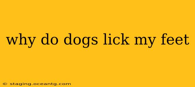 why do dogs lick my feet