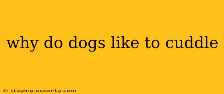 why do dogs like to cuddle