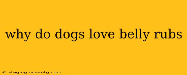 why do dogs love belly rubs