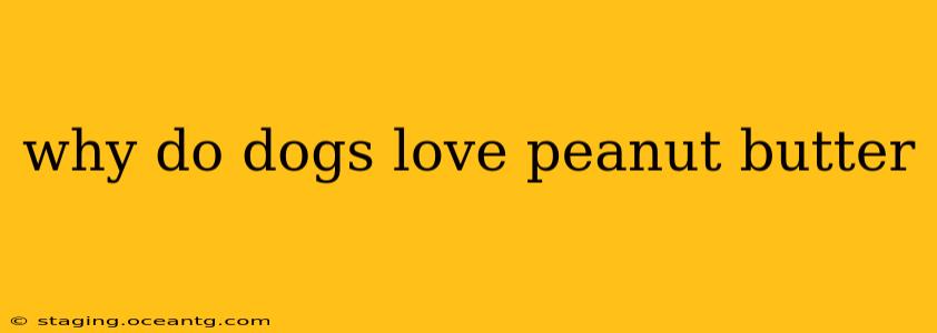 why do dogs love peanut butter