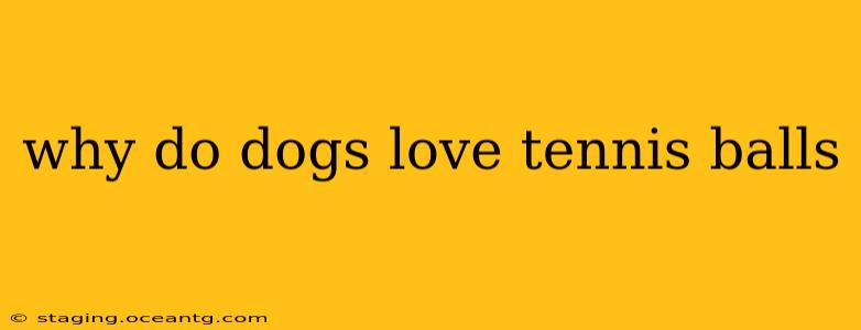 why do dogs love tennis balls