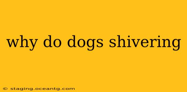why do dogs shivering